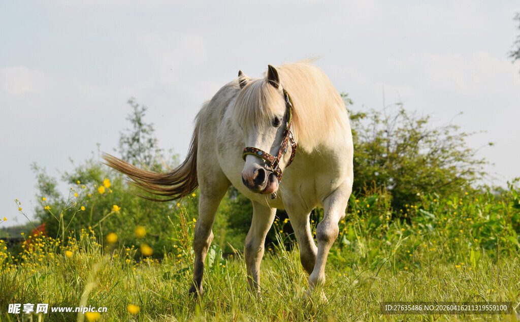 草原上漫步的优雅白马