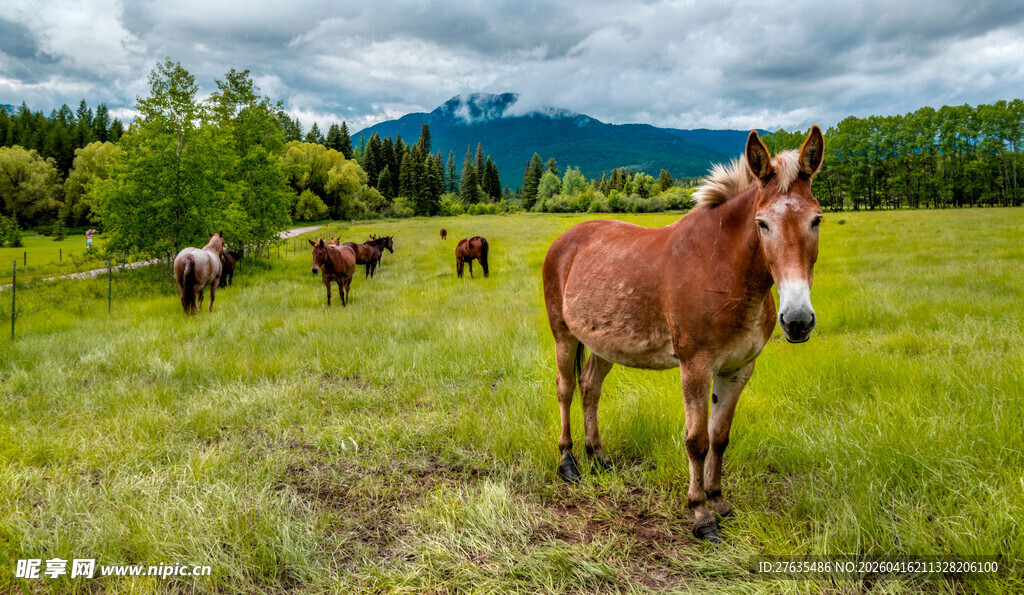 草原牧场上的一匹骏马