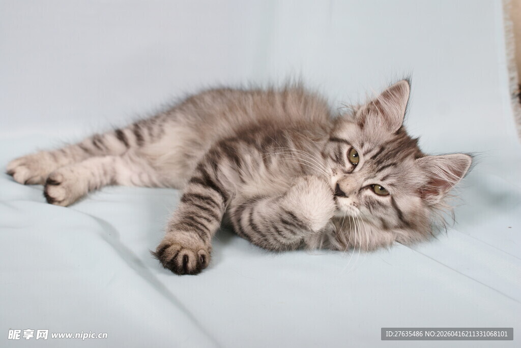 可爱狸花猫惬意躺卧