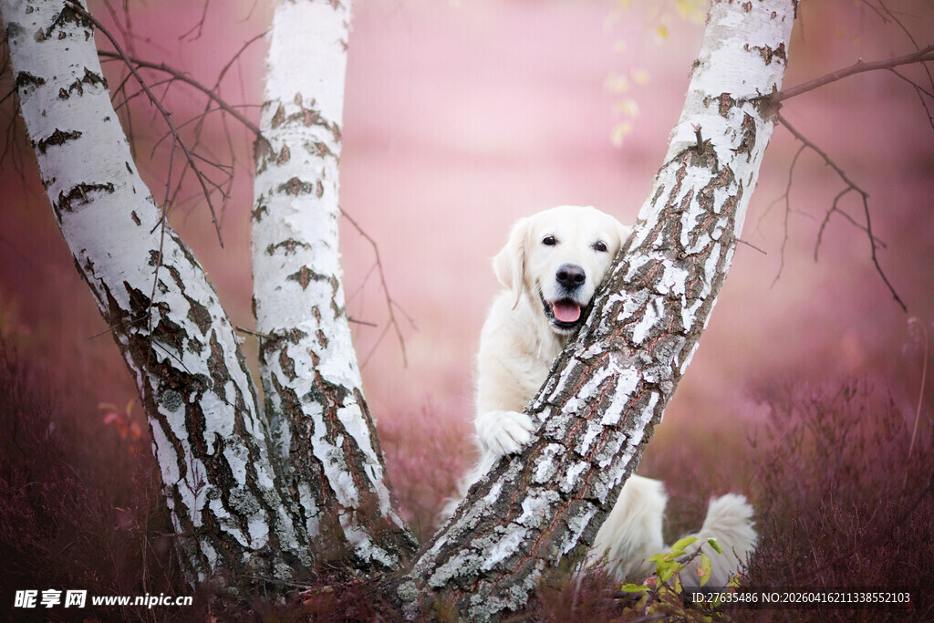 白桦林中的可爱白狗狗