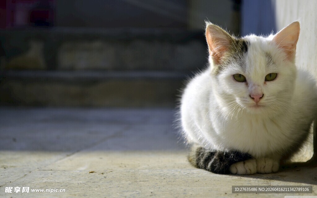 阳光下趴着的可爱猫咪