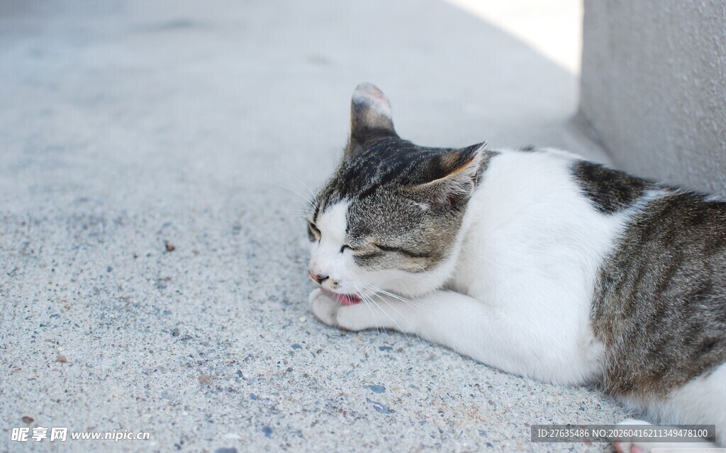 阳光下酣睡的可爱猫咪