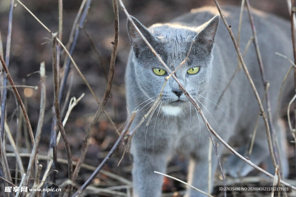 草丛中的灰猫