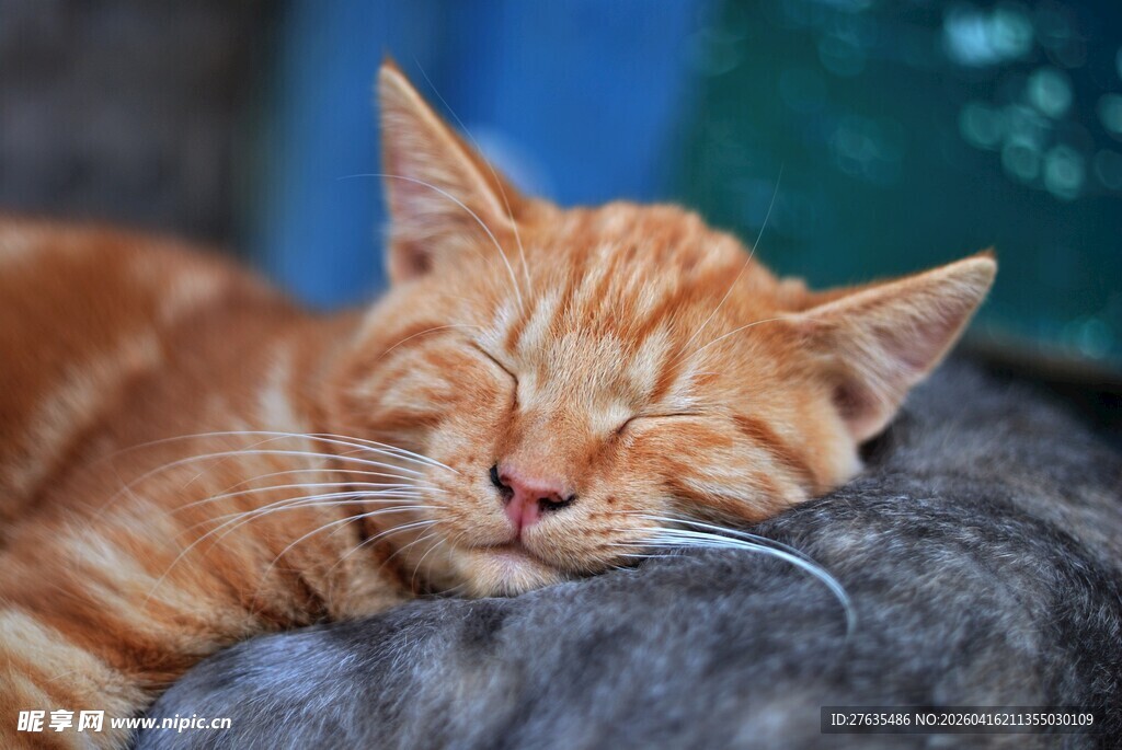 橘猫惬意酣睡瞬间