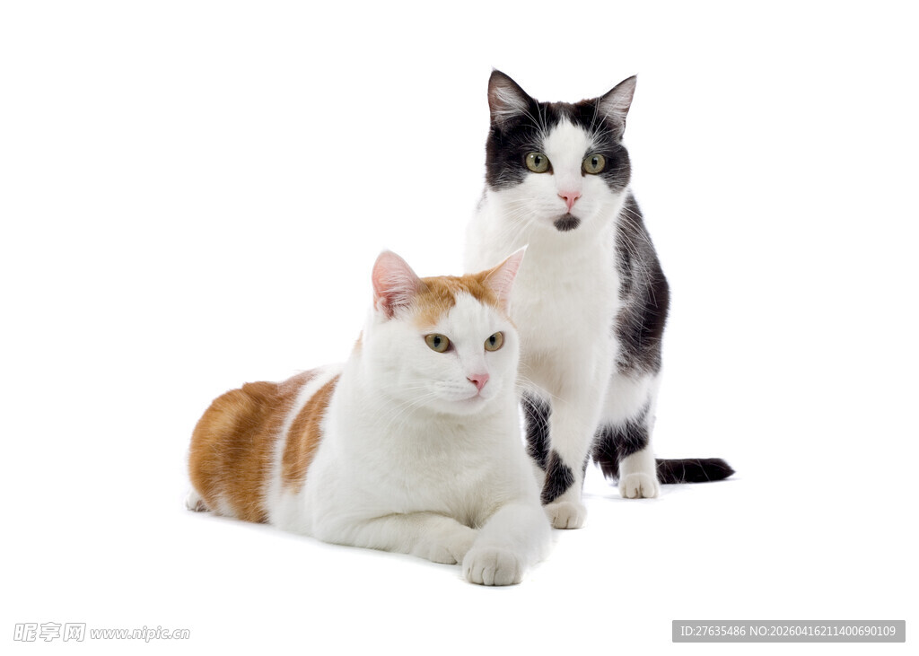 两只可爱猫咪惬意相伴