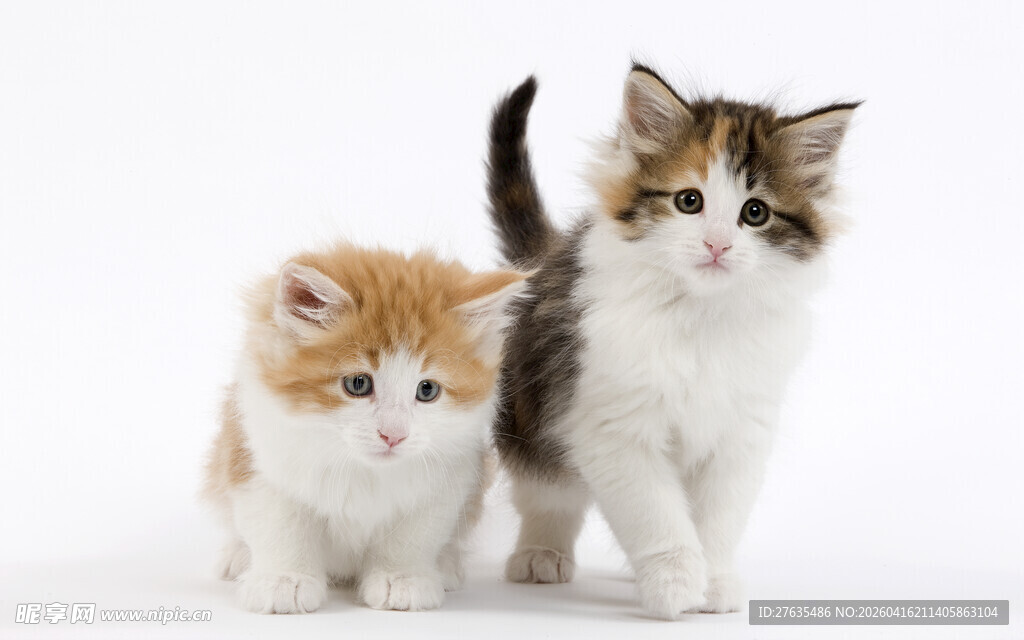 两只可爱小猫咪