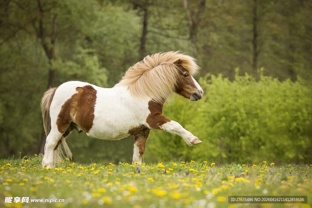 草地上的可爱小矮马
