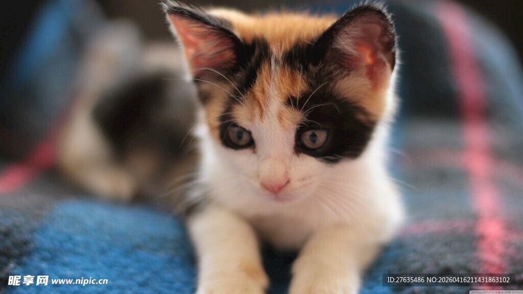 可爱三色小猫趴卧