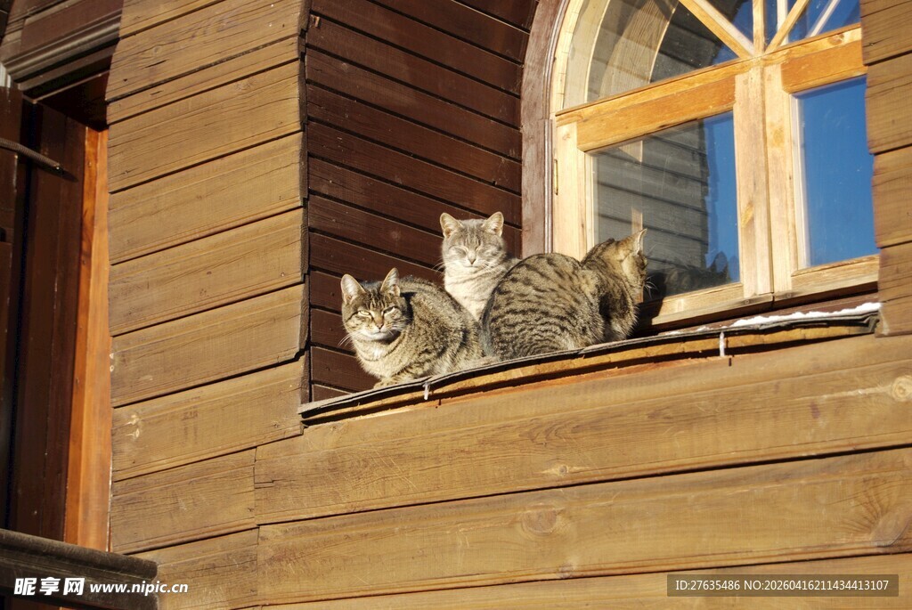 窗边双猫的惬意时光