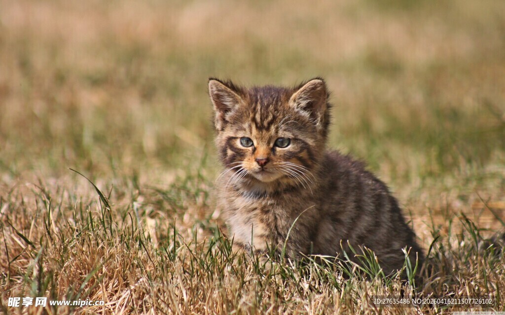 草地上的可爱小猫咪
