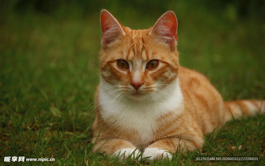 草地上的橘白猫咪