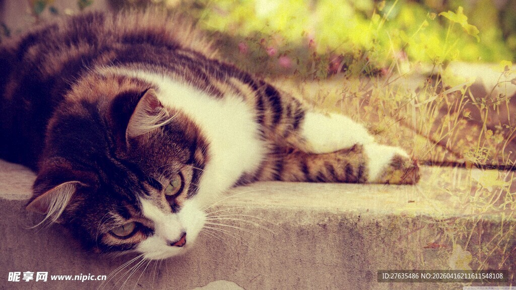 慵懒猫咪惬意休憩