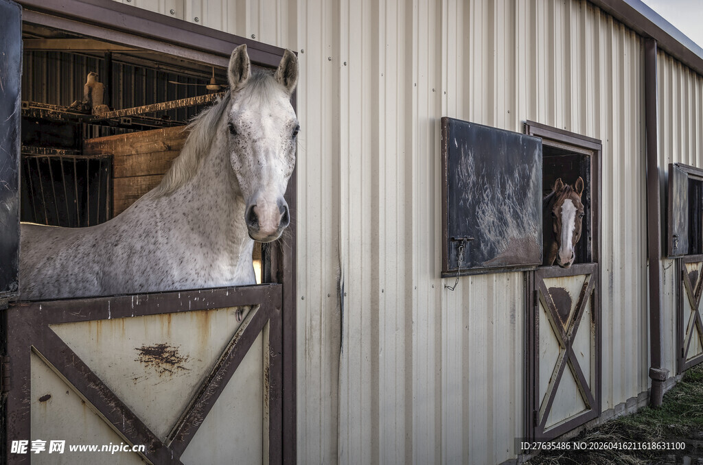 马厩中探出头的白马