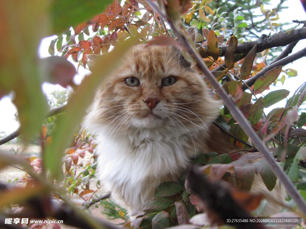 林间长毛猫的惬意瞬间