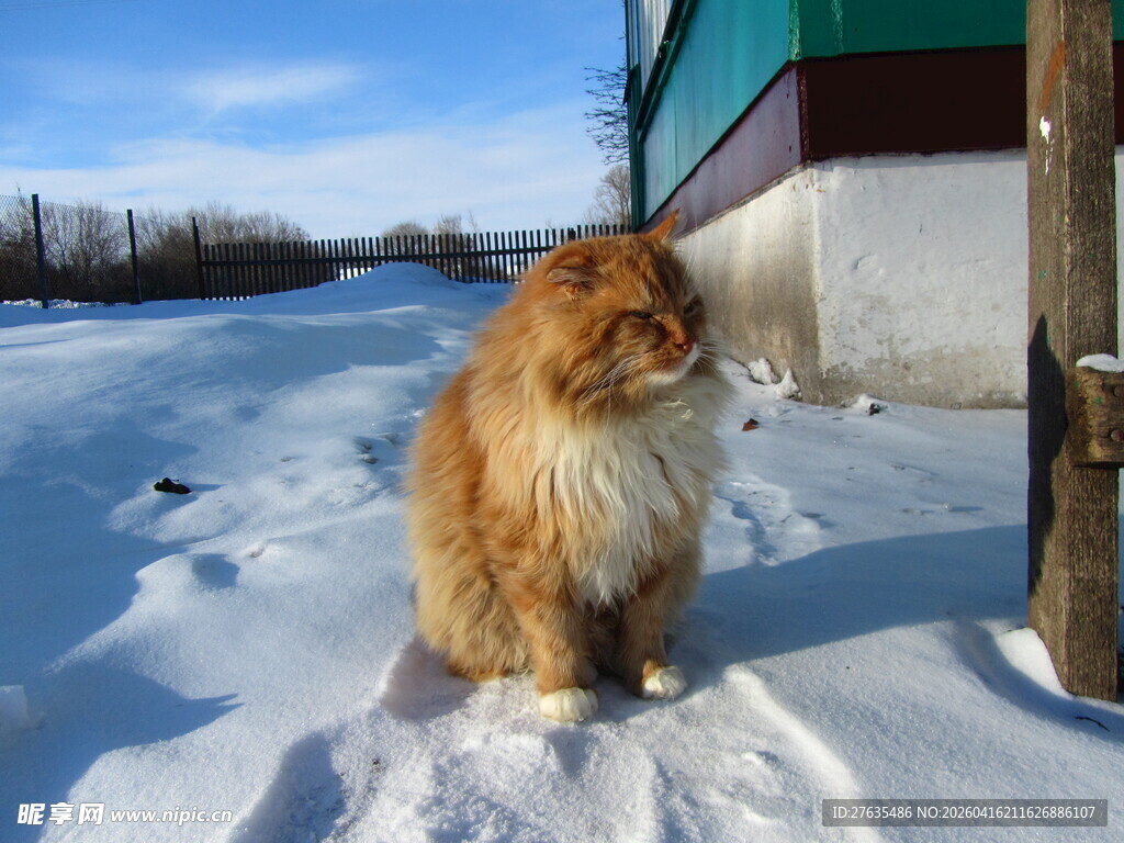 雪地中的长毛橘猫