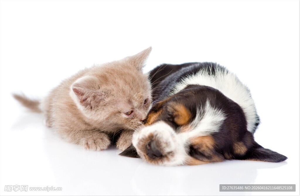 猫狗依偎的温馨瞬间