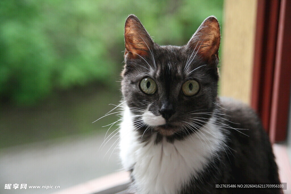 窗边黑白猫咪好奇张望