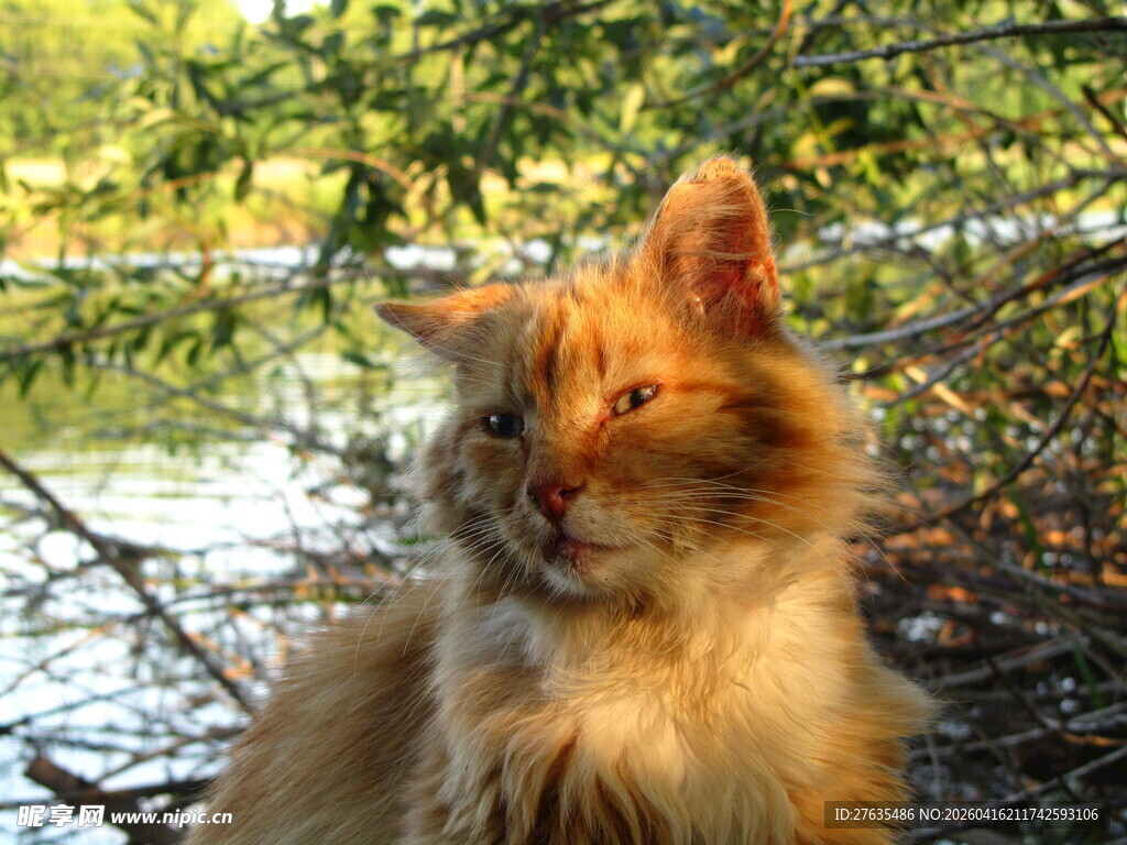 阳光下的长毛橘猫