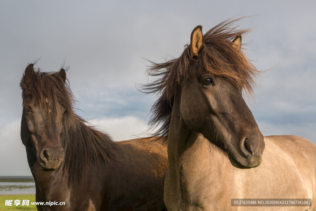 两匹马在开阔天地间
