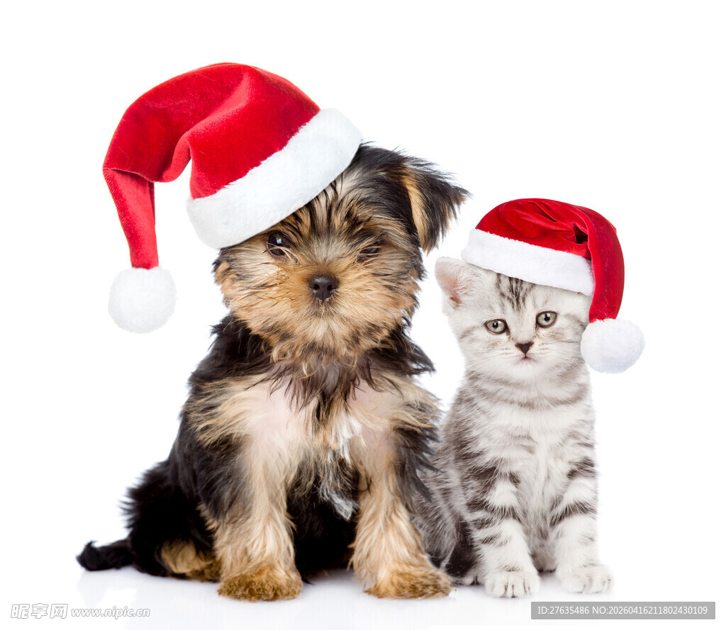 戴圣诞帽的猫狗萌照