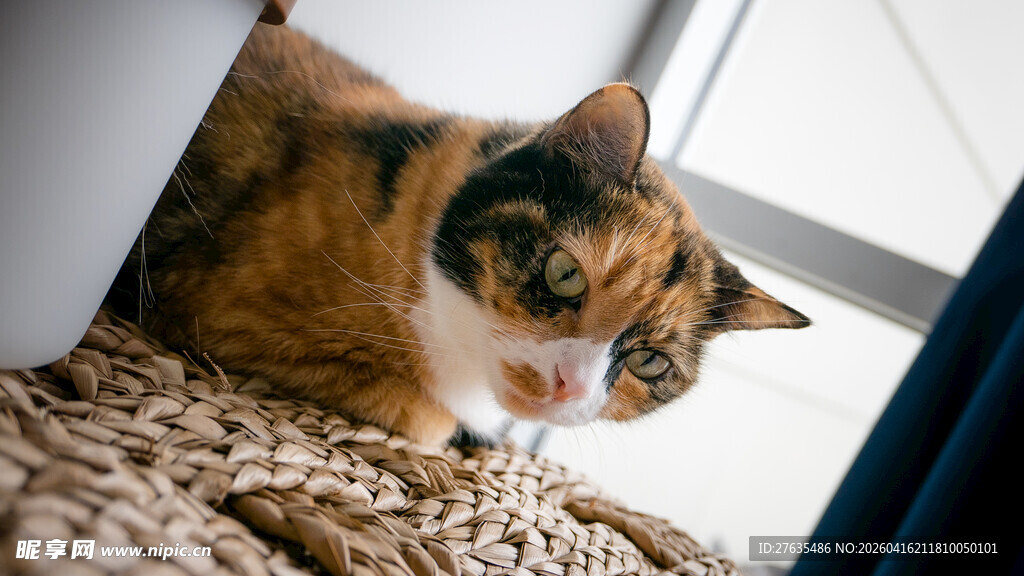 窗边三花猫专注看下方