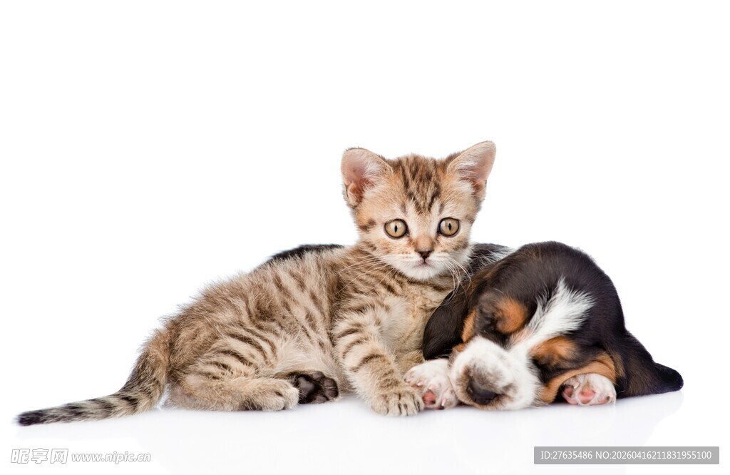 可爱小猫依偎在一起