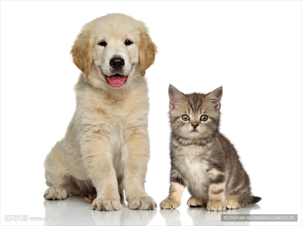 小狗与小猫同框萌照