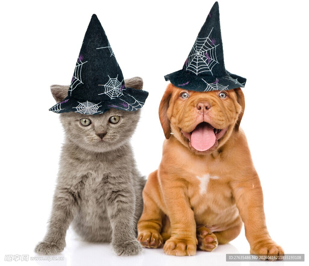 猫狗戴巫师帽可爱同框