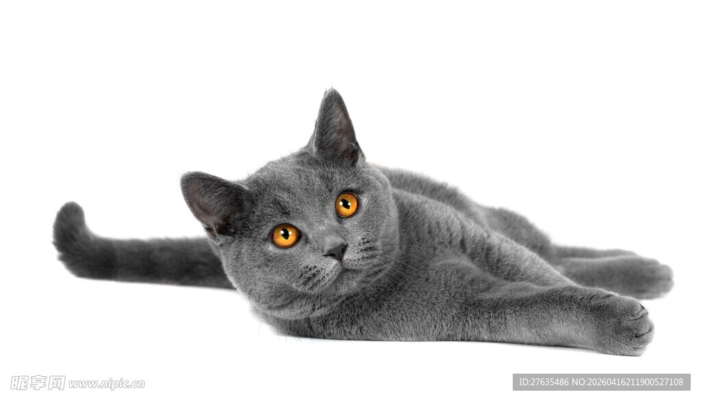 灰色猫咪惬意躺卧