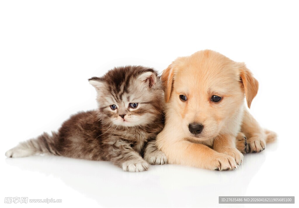 小猫小狗依偎在一起