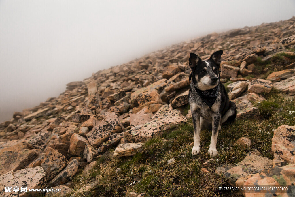 高山上的帅气牧羊犬