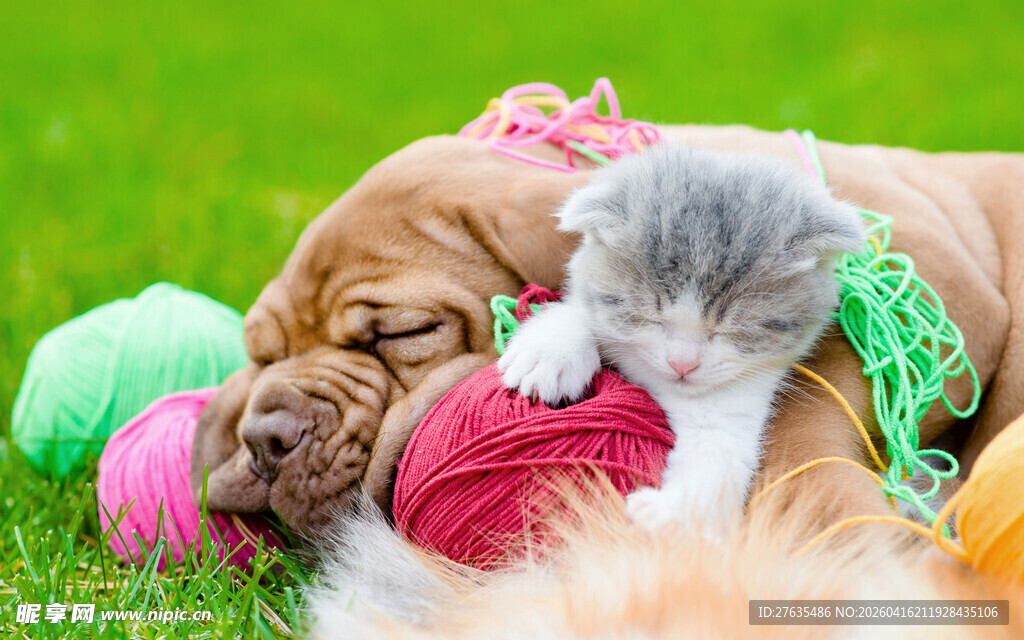 猫狗依偎玩彩球