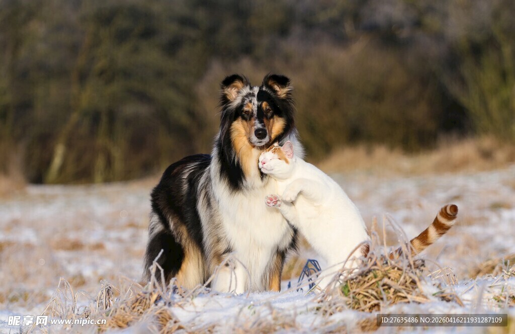 雪地中嬉戏的两只狗狗