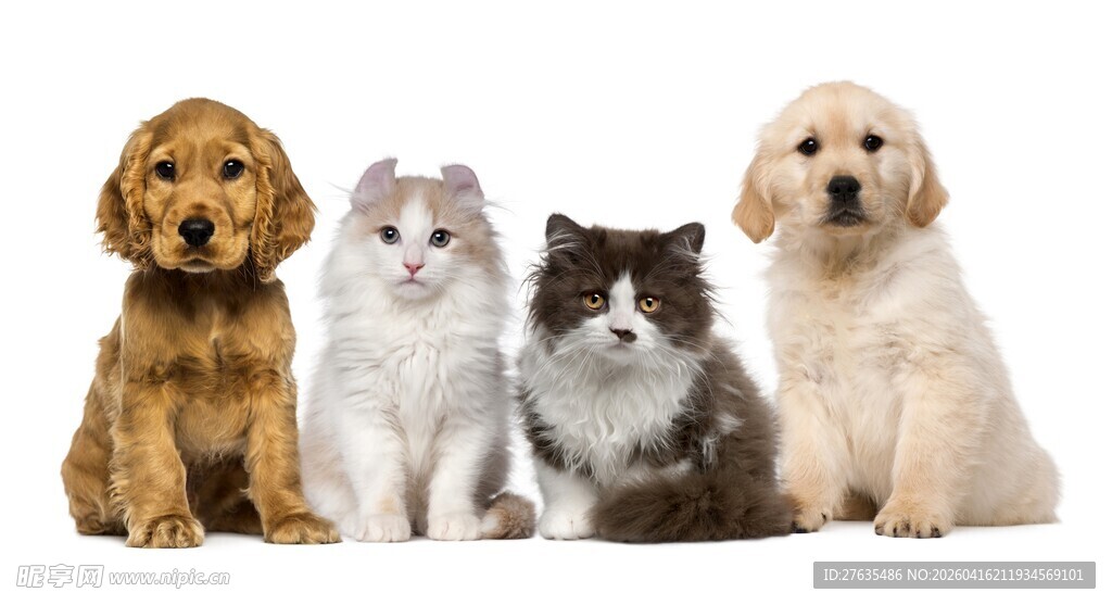 可爱猫狗同框萌态十足