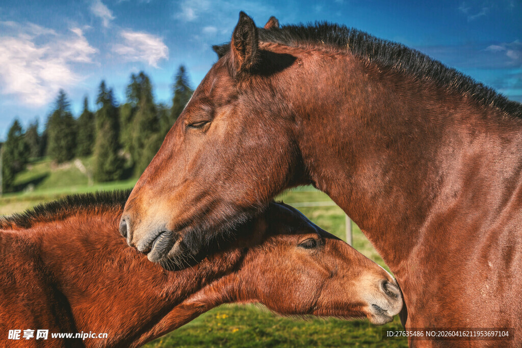 两匹马亲昵依偎于美景中
