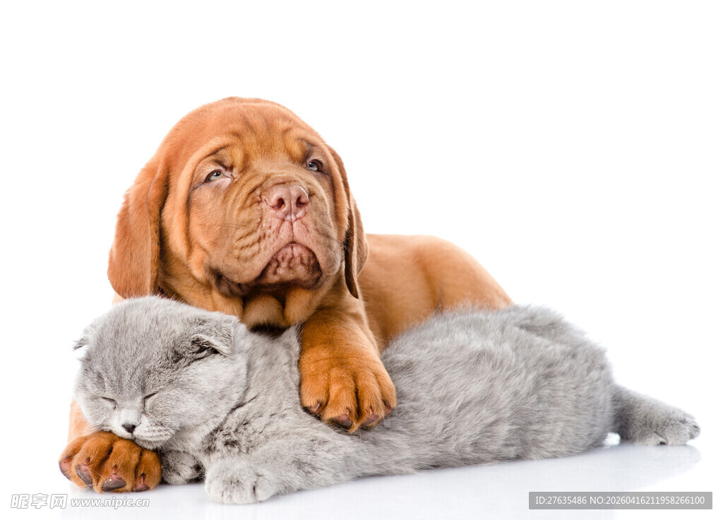 小狗小猫依偎在一起