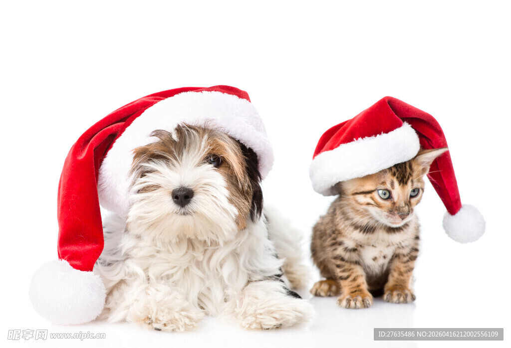 戴圣诞帽的猫狗