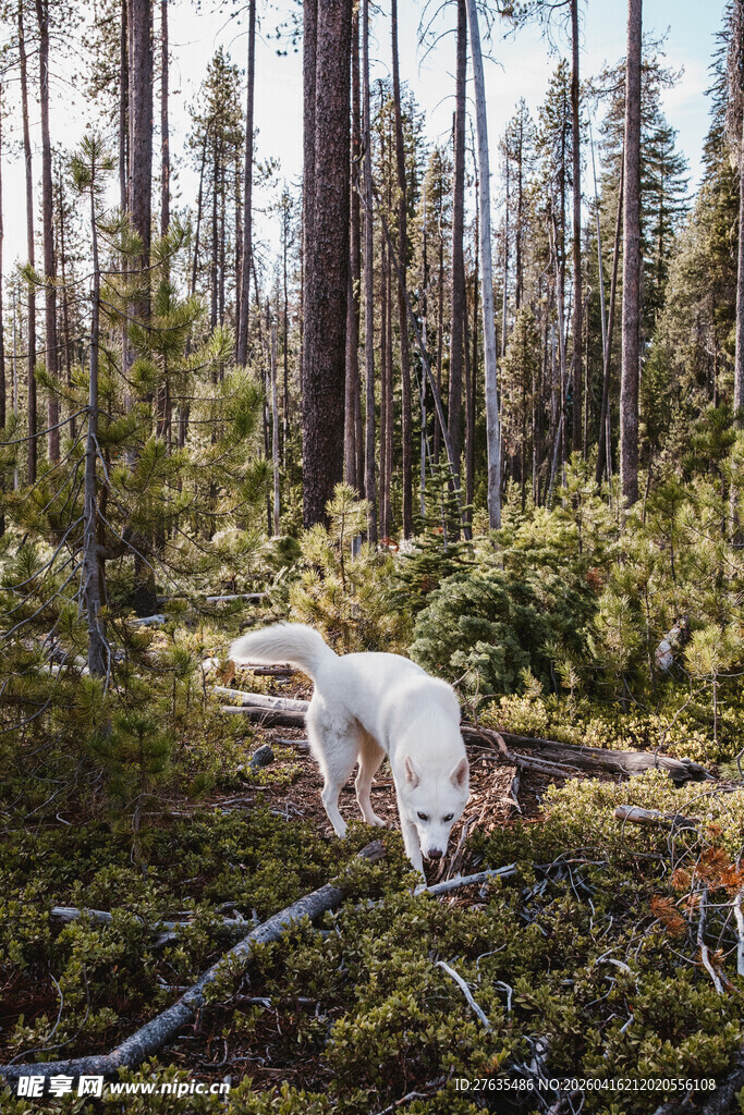 森林中漫步的白色动物