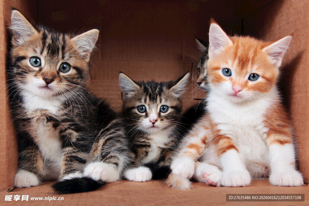 三只可爱小猫咪