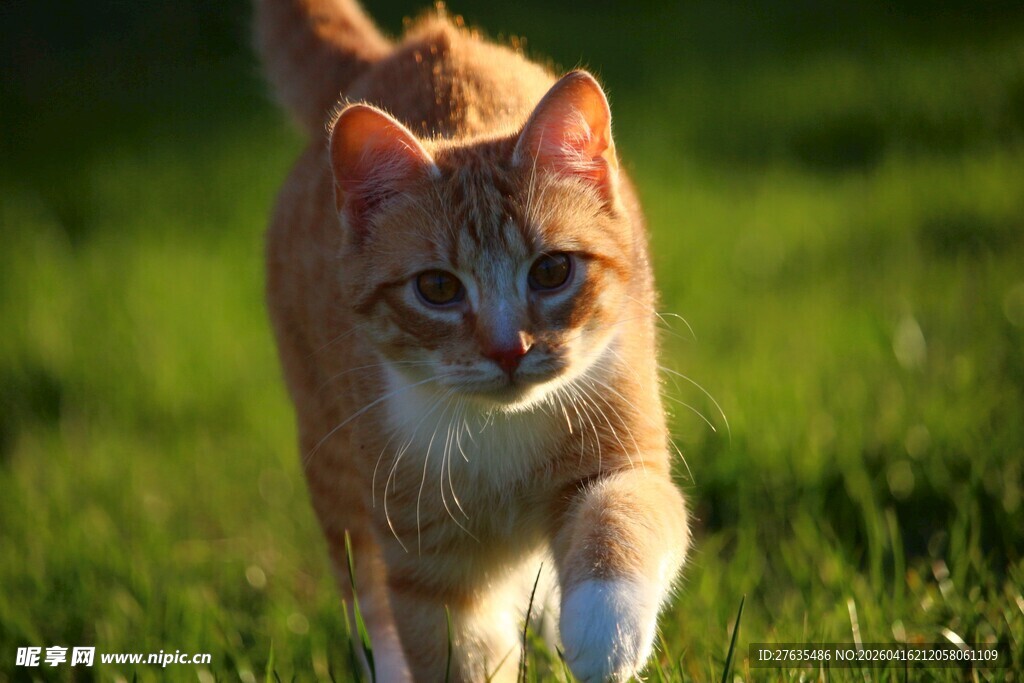 草地上行走的橘色小猫