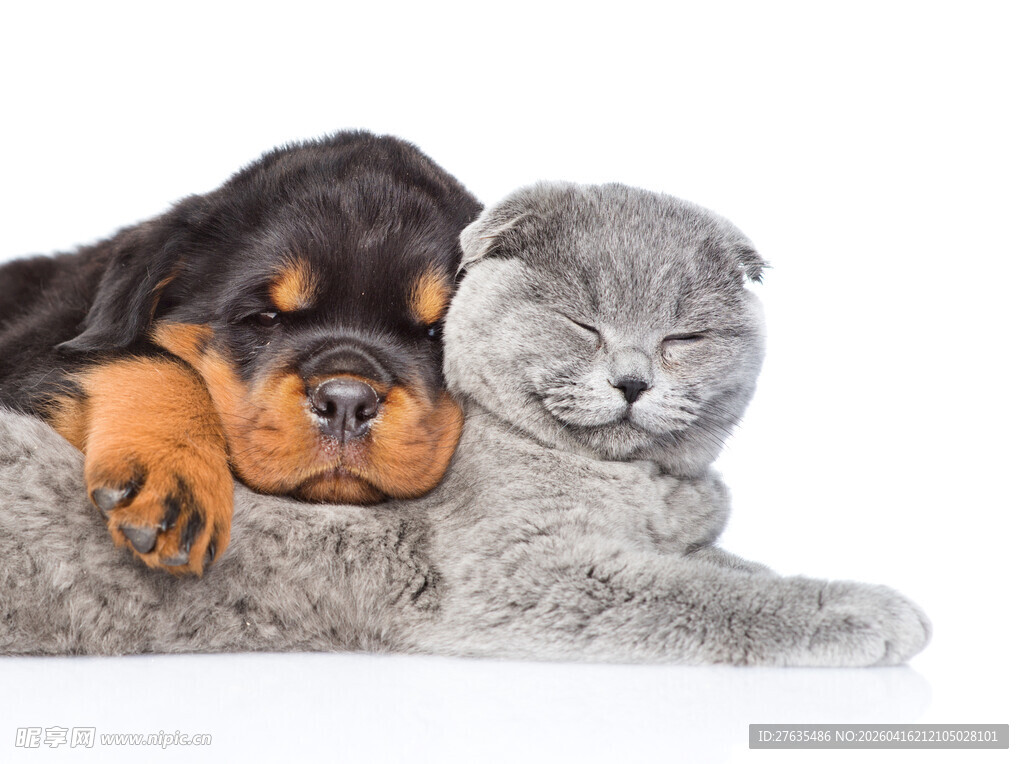 猫狗依偎共眠温馨画面