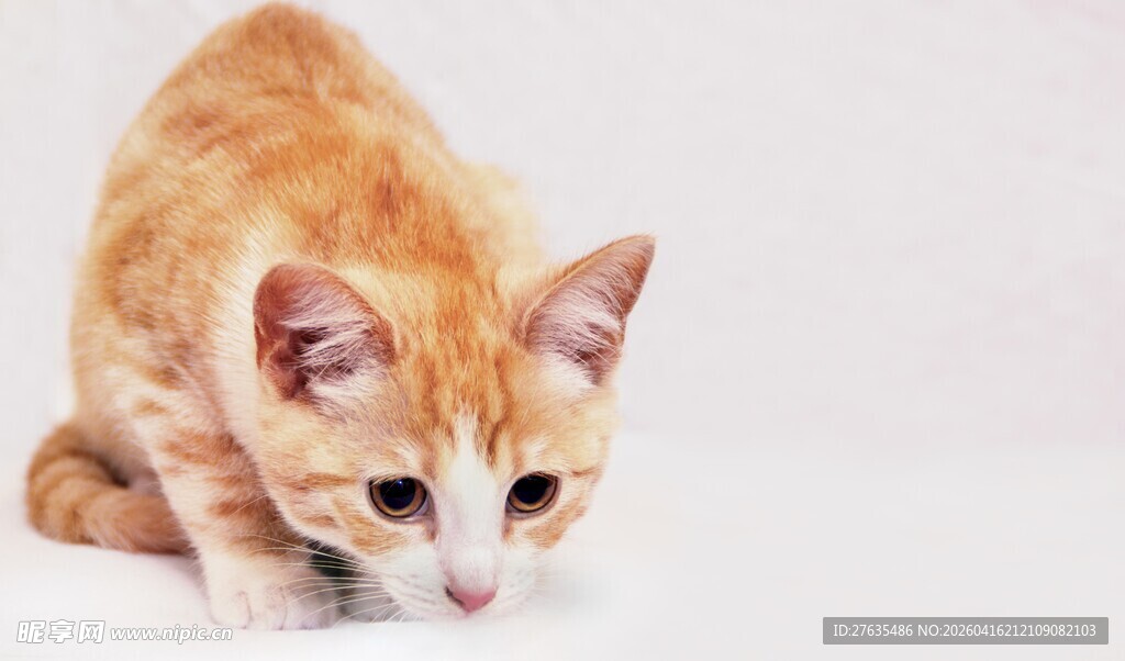 可爱橘色小猫蹲坐
