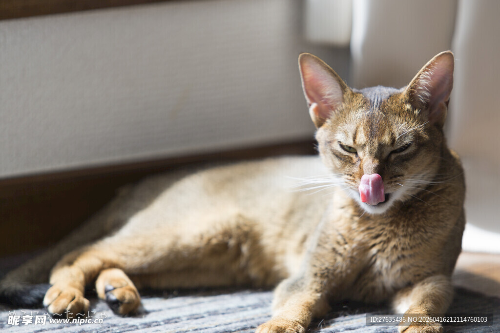 吐舌小猫惬意躺卧