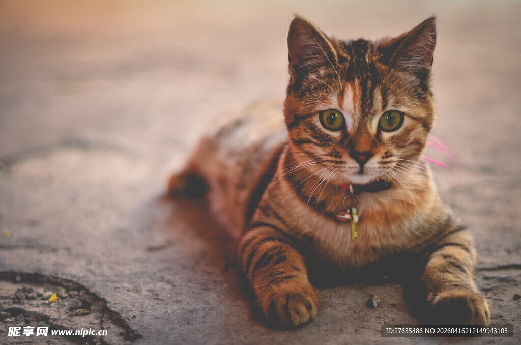 趴着的斑纹猫咪