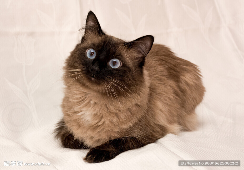 可爱暹罗猫趴卧