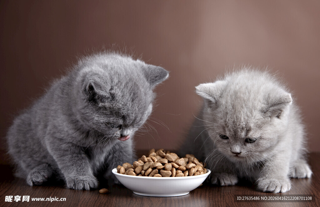 两只萌猫专注进食