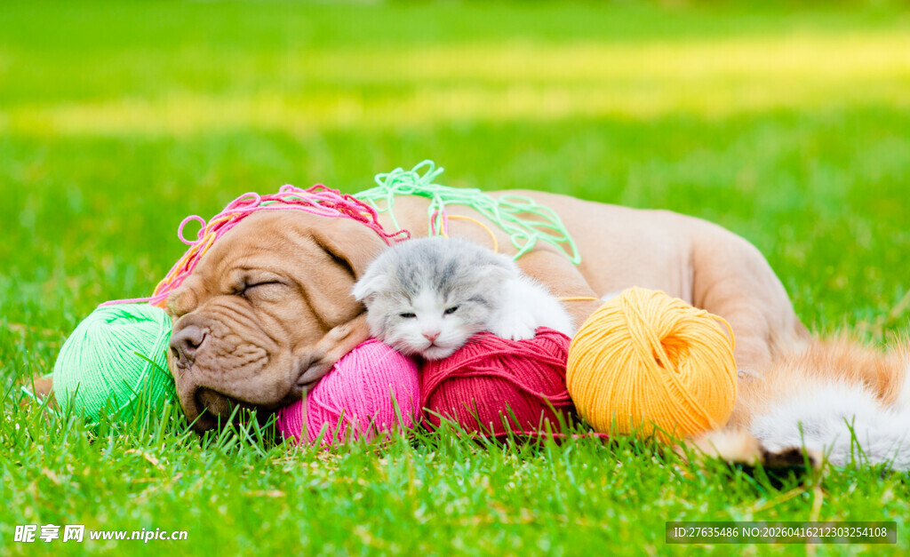 猫咪与毛线团惬意躺草地