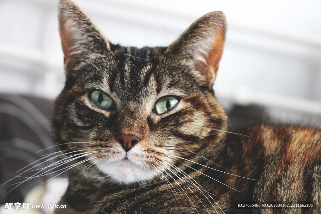 可爱条纹猫咪特写
