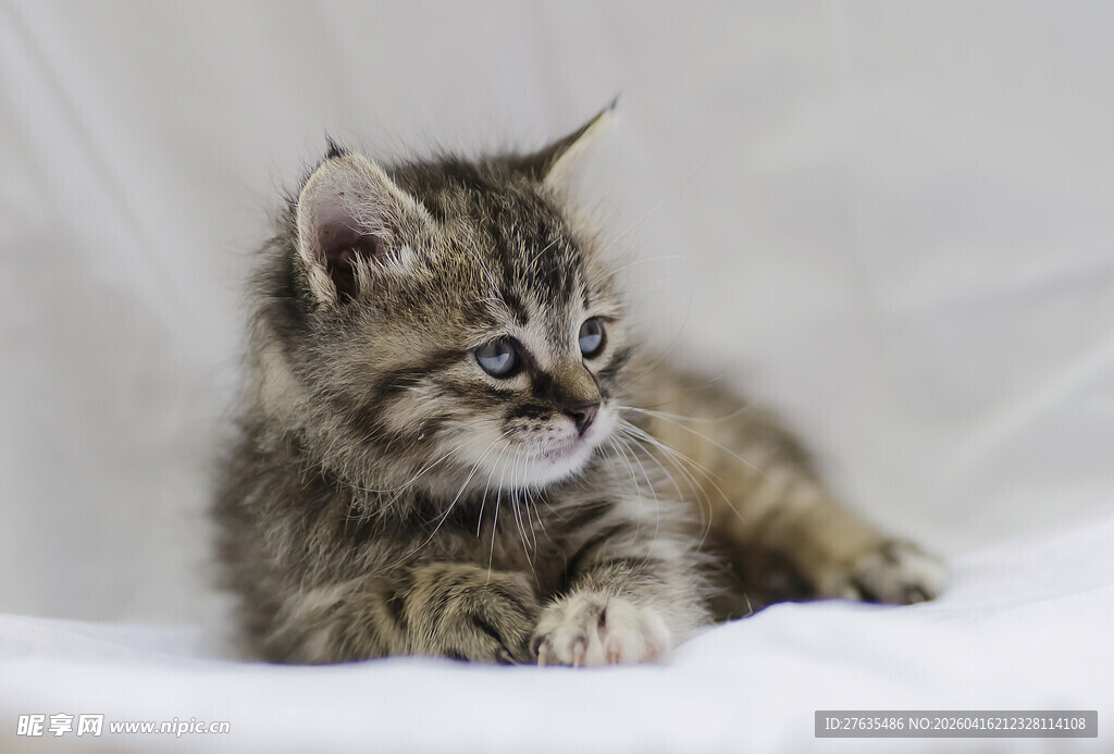 可爱小猫咪侧卧姿态