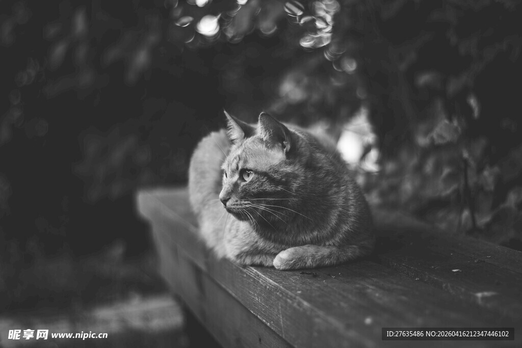 慵懒猫咪惬意趴坐